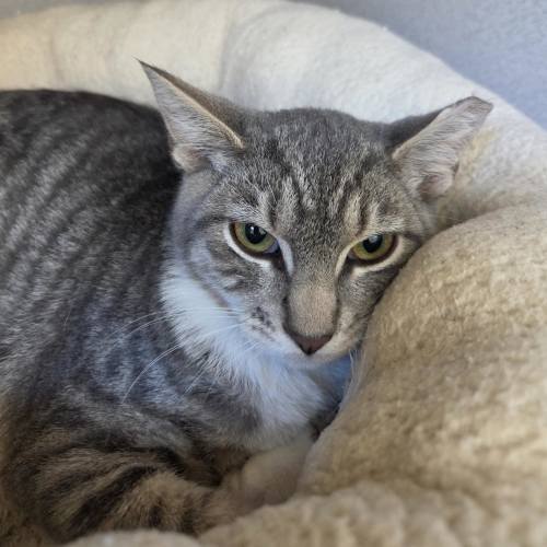 Pet Image