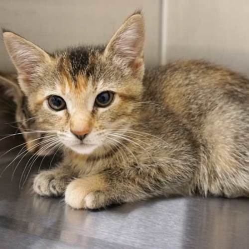 Cat & Kittens for Adoption in San Diego | Helen Woodward Animal Center