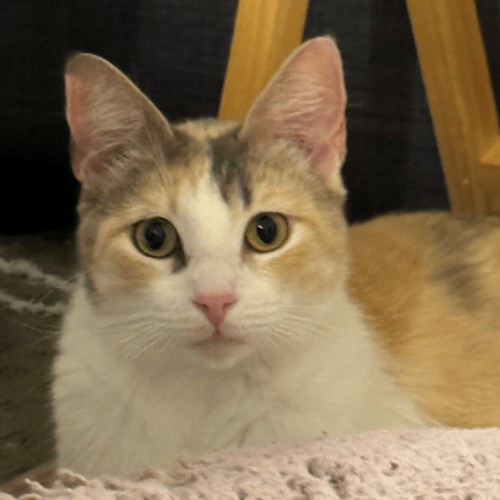 Pet Image