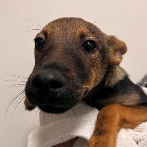 Pet Image