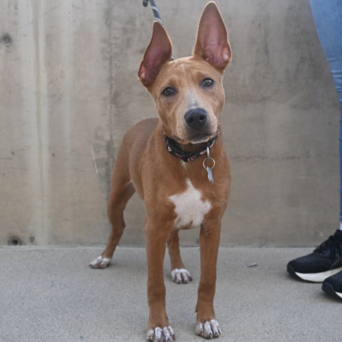 Pet Image