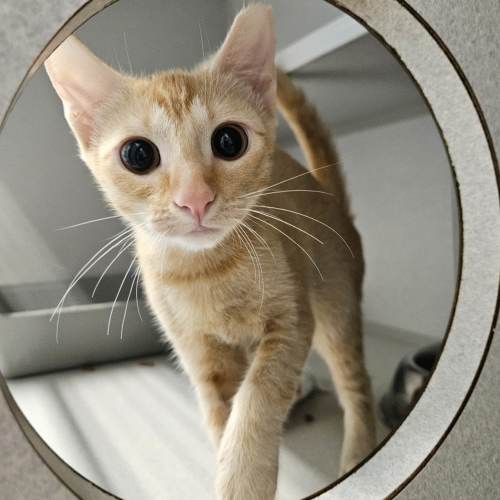 Pet Image