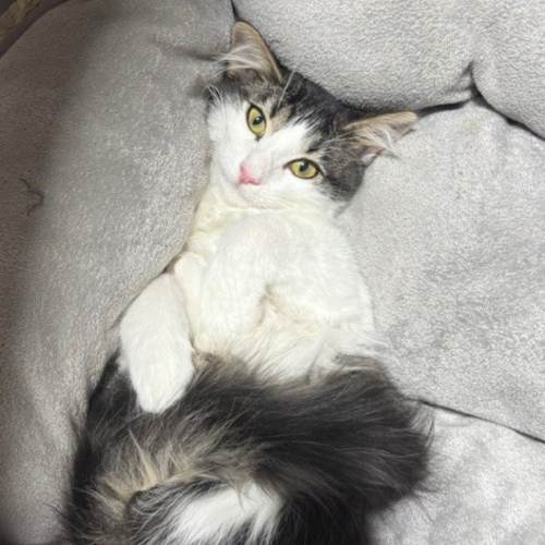 Pet Image