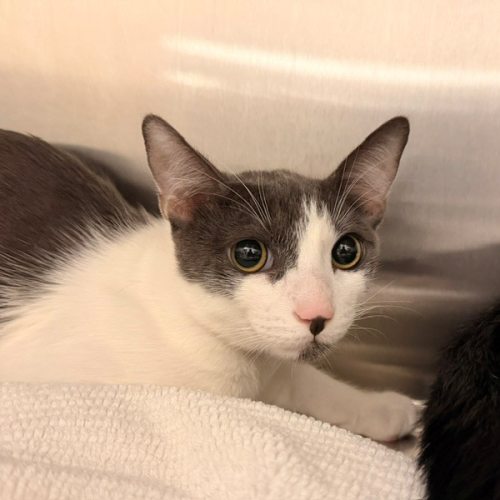 Pet Image