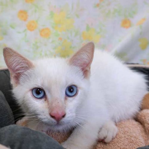 Cat & Kittens for Adoption in San Diego | Helen Woodward Animal Center