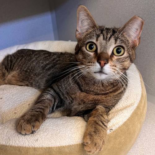 Pet Image