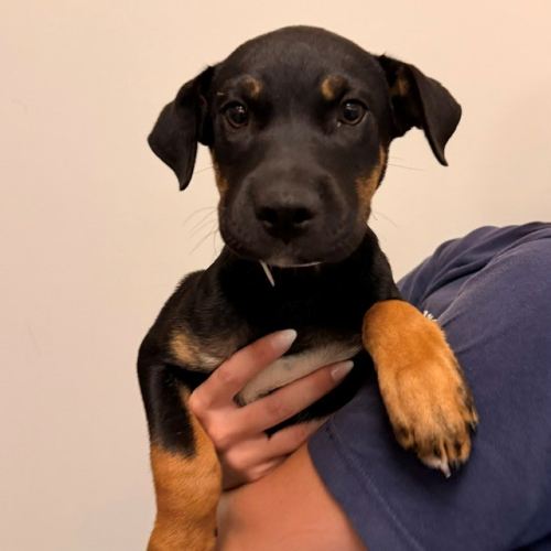 Pet Image