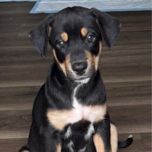Pet Image