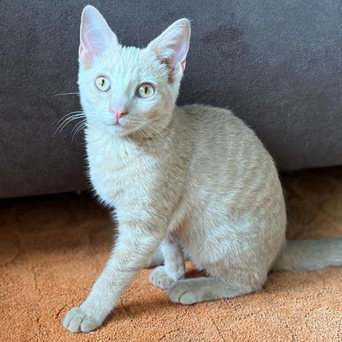 Pet Image