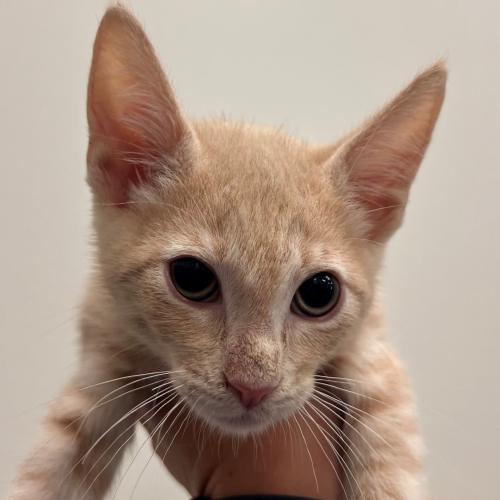 Pet Image