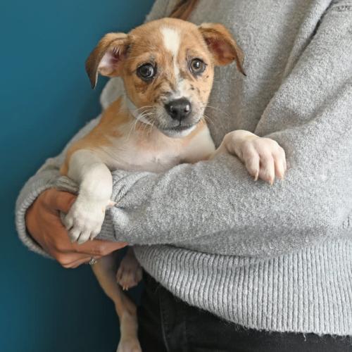 Pet Image