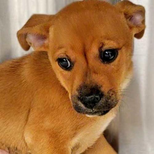 Dogs and Puppies for Adoption in San Diego Helen Woodward Animal Center