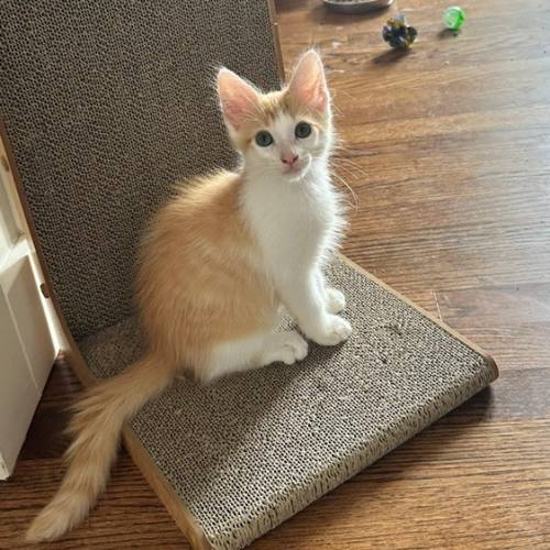 Pet Image