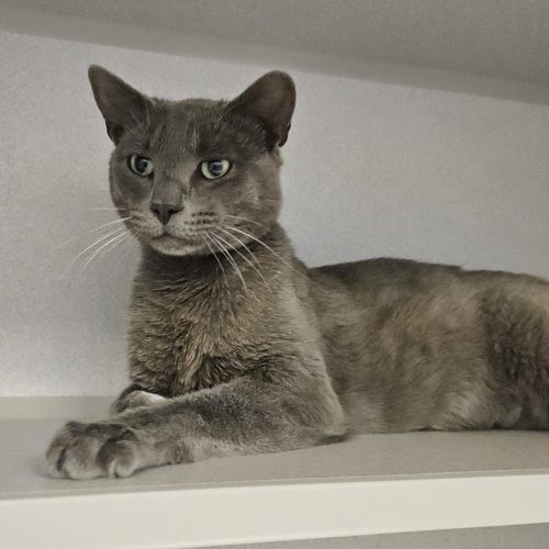 Pet Image