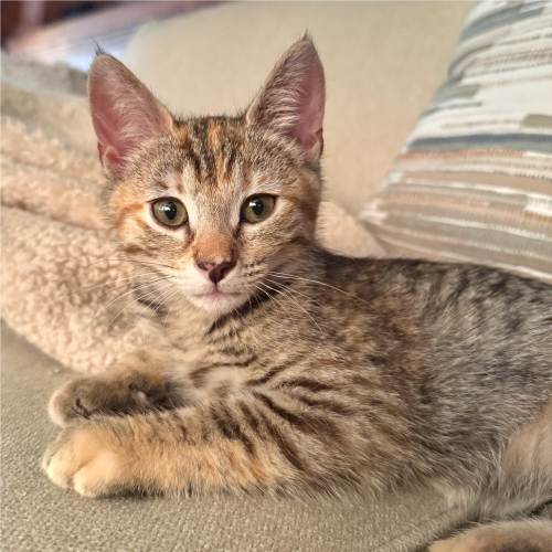 Pet Image