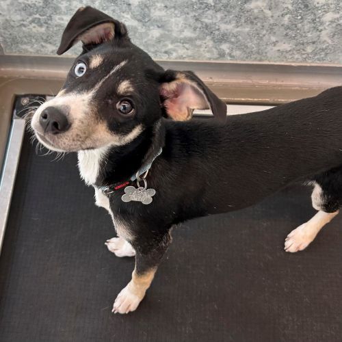 Pet Image
