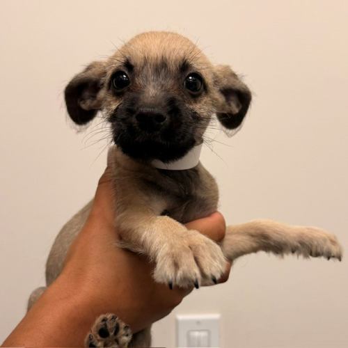 Pet Image