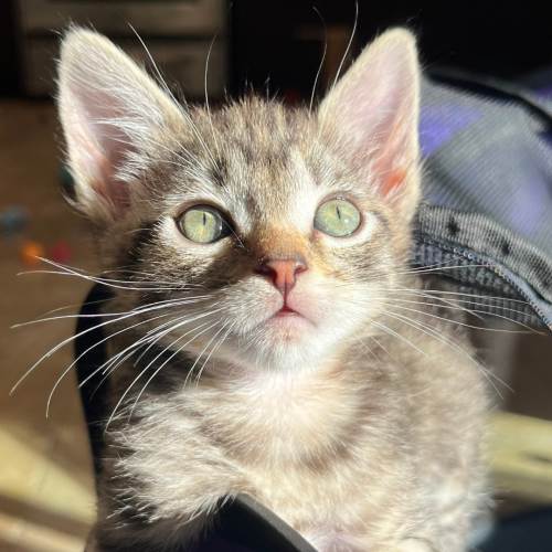 Pet Image