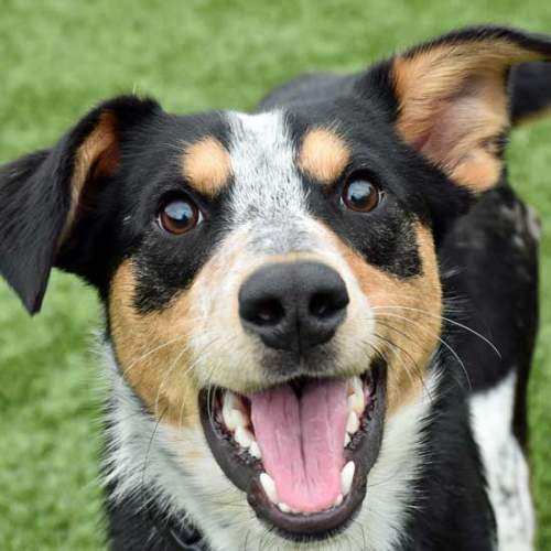 Dogs And Puppies For Adoption In San Diego Helen Woodward Animal Center