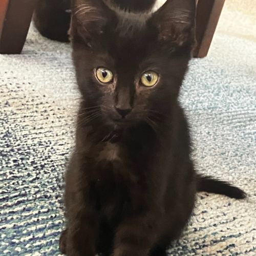 Pet Image