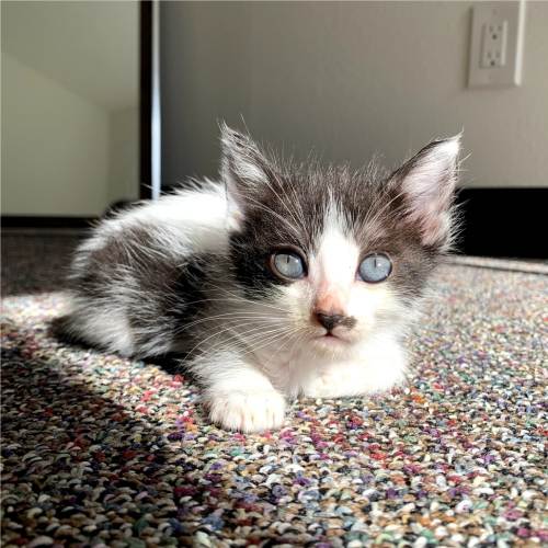 Pet Image
