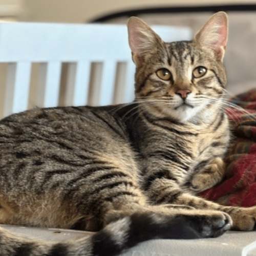 Pet Image