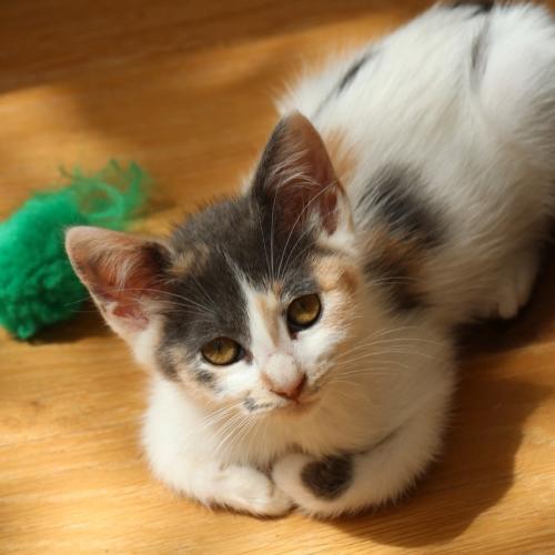 Pet Image