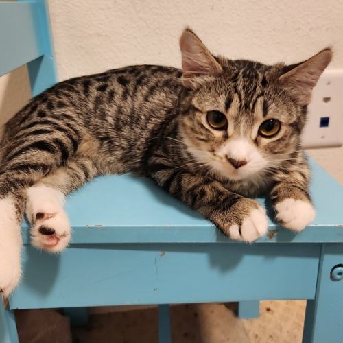 Pet Image