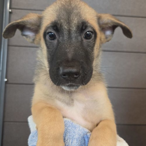 Pet Image