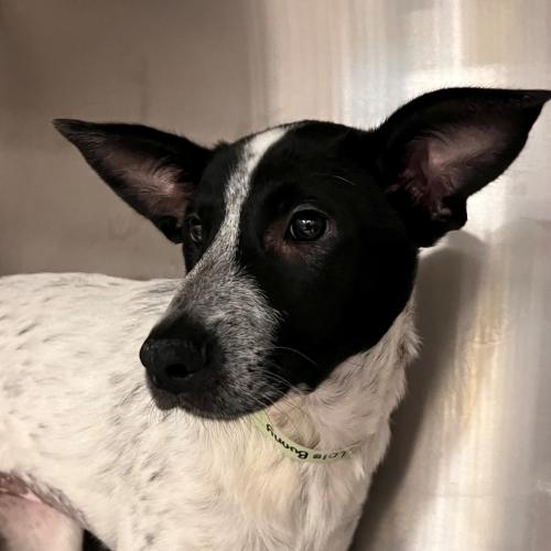 Pet Image
