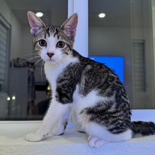 Pet Image
