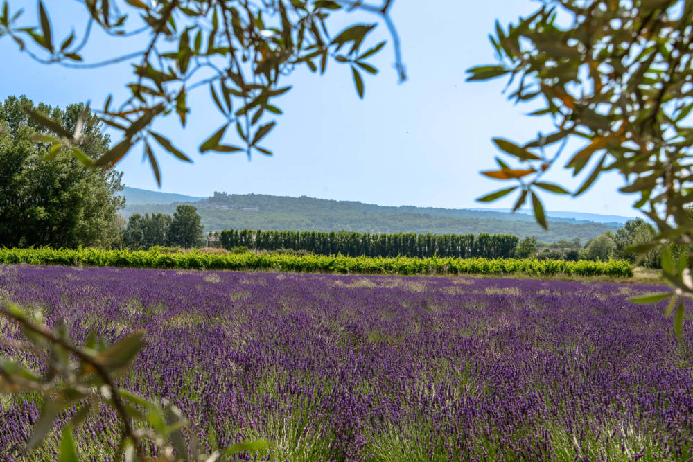 Photographs of Mas du Fournil villa in Provence - Image 41 of 47