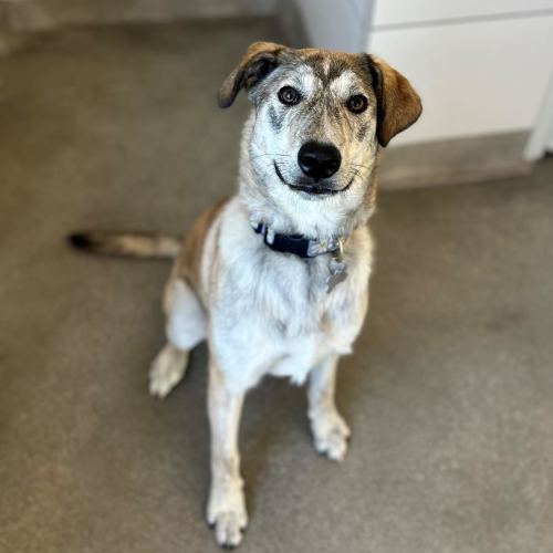 Pet Image