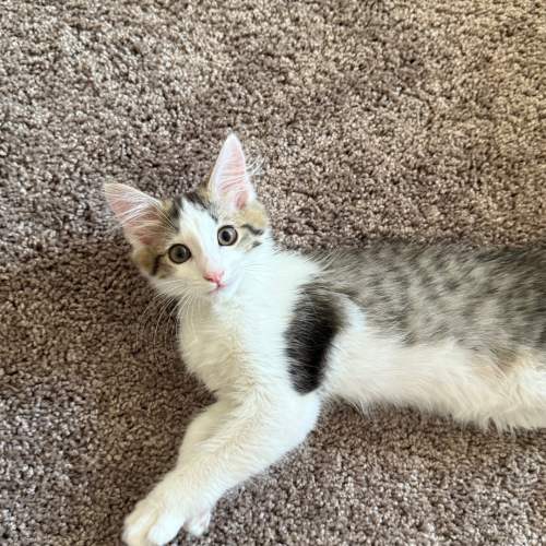 Pet Image