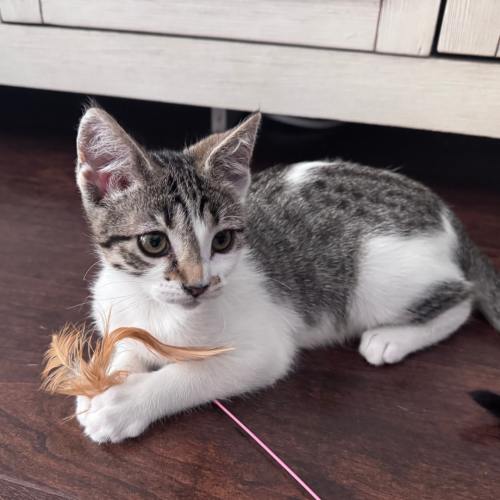 Pet Image