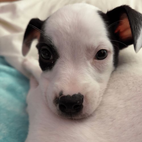 Pet Image