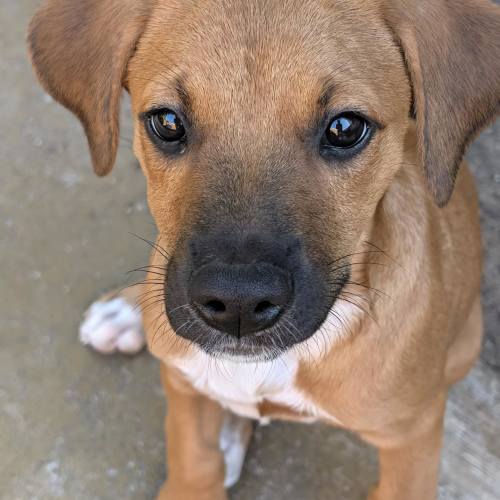 Pet Image