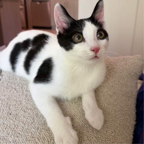 Pet Image