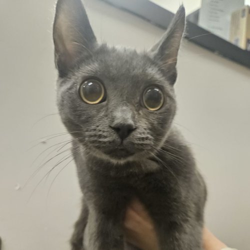 Pet Image