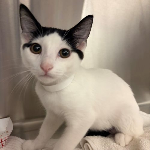 Pet Image