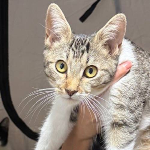 Pet Image