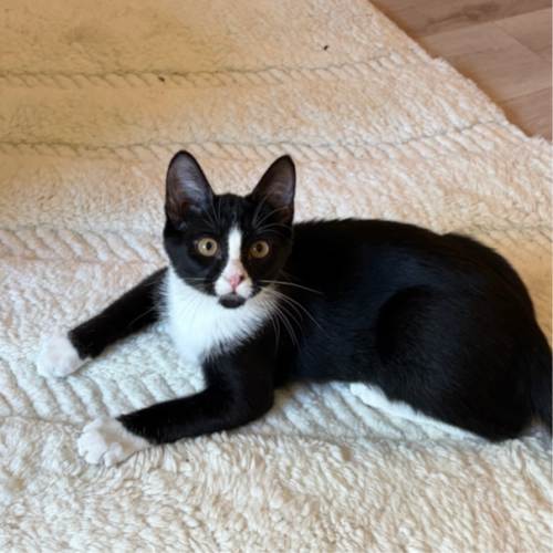 Pet Image