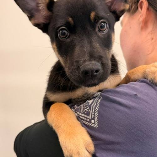 Pet Image
