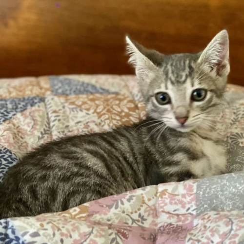 Pet Image