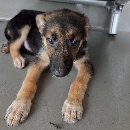 Pet Image