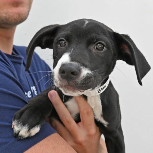 Pet Image