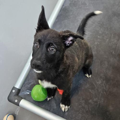 Pet Image
