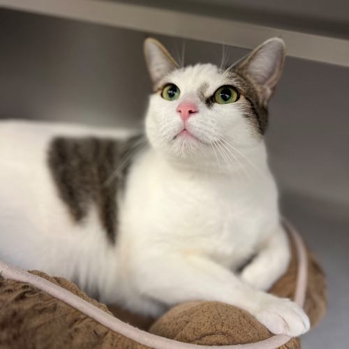 Pet Image