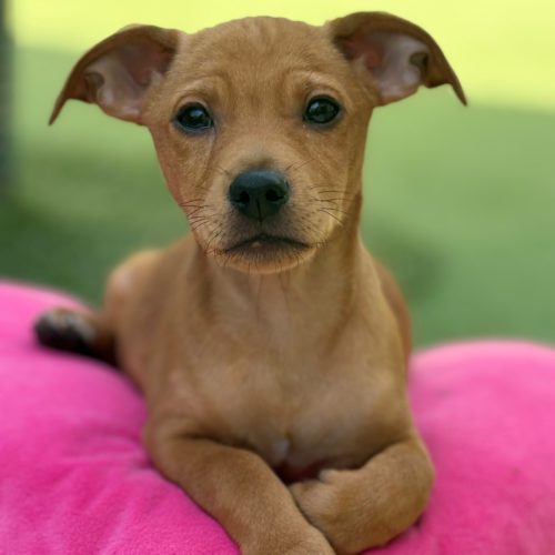 Pet Image