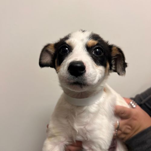 Pet Image